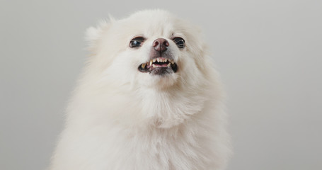Pomeranian dog feeling angry