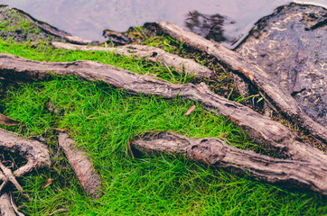 Green grass and tree roots by the river