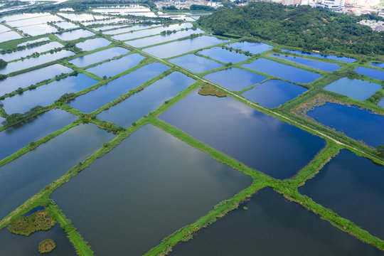 Top Down Of Fish Hatchery Pond