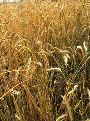 Wheat field