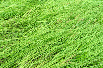 Long leaves the green grass background