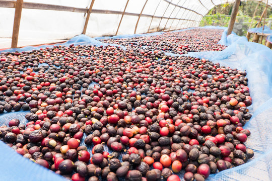 Dried coffee cherries,selective focus