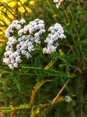 White wildflowers