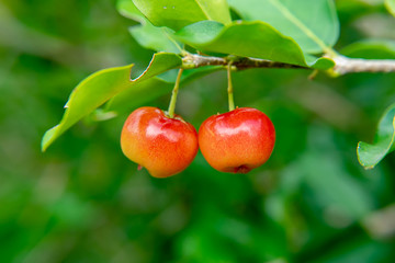 Acerola cherry fruit.