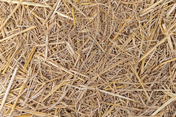 Close up of dry yellow straw grass background texture after havest.