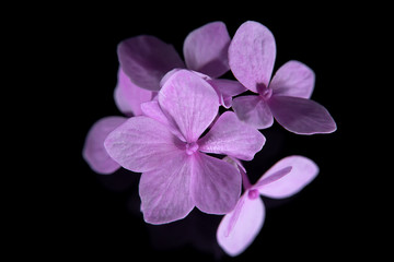 Close up Hydrangea flower