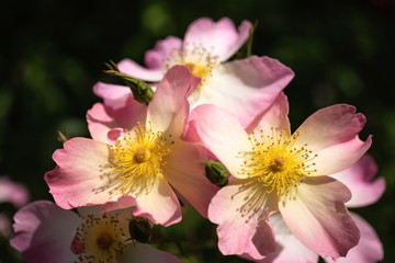 Pink rose flowers in the garden