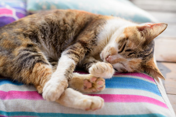 Fototapeta na wymiar Cute Calico Cat Sleeping On The Cushion