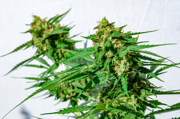 branch of cannabis plant with buds on white background