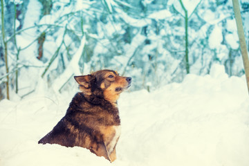Portrait of the dog in a snowy forest