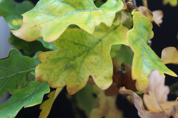 Green and yellow oak leaves close-up