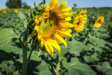 Beautiful sunflower field in the afternoon