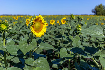 Obraz premium Beautiful sunflower field in the afternoon