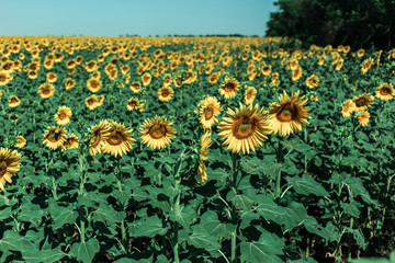 Beautiful sunflower field in the afternoon