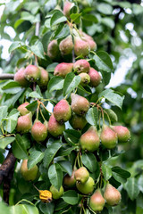 A green pear on a tree after a rain in droplets of dew.