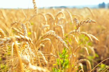 Wheat on the field. Plant, nature, rye