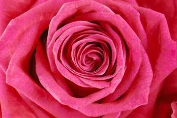 Fototapeta na wymiar One pink rose close-up. Macro photo, beautiful floral background.