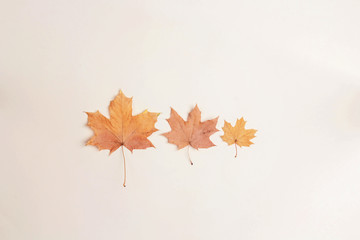 Autumn maple leaves on beige background. Flat lay. Season concept.