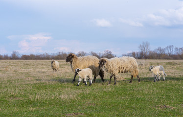 Naklejka na ściany i meble Flock of sheep in remote rural area in spring