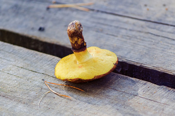 edible mushroom on a wooden background