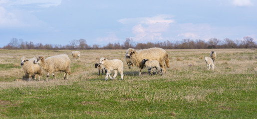 Obraz na płótnie Canvas Flock of sheep in remote rural area in spring