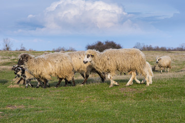 Obraz premium Flock of sheep in remote rural area in spring