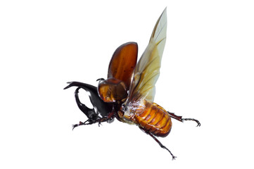 Rhinoceros beetle