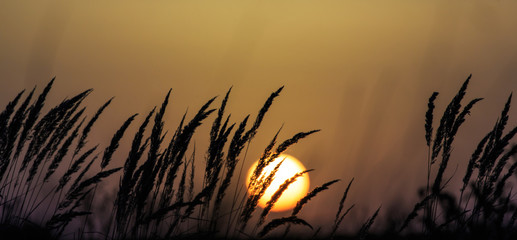 Sunset scenery, with wild grass and warm, orange, light