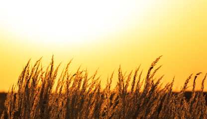 Fototapeta premium Sunset scenery, with wild grass and warm, orange, light
