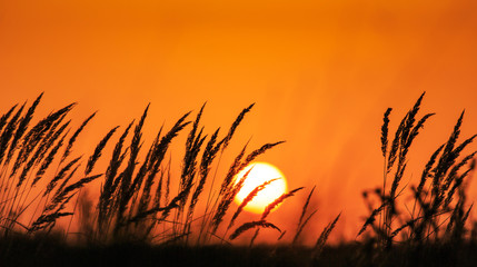 Sunset scenery, with wild grass and warm, orange, light