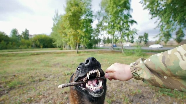 The dog grabs a stick from the owner's hands. First-person view. Slow motion