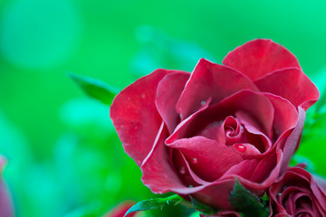 Close-up of red rose