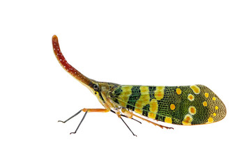 fulgorid bug.