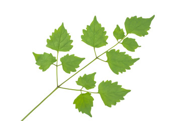 Leaves branch isolated on white background for creative