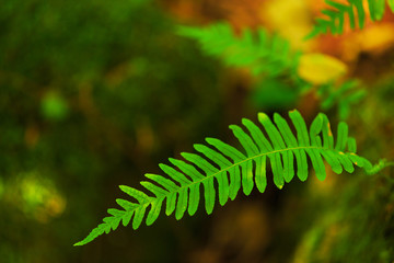 Abstract shapes of green fern leaves, in summer, in a beautiful boreal forest