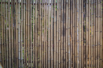 Nature bamboo fence