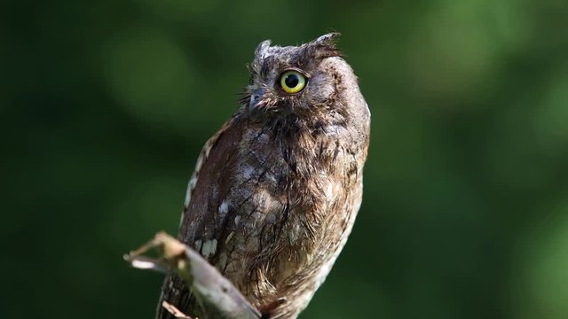 Beautiful Eurasian (European) scops owl sitting on a branch in the forest habitat
