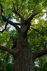 Fototapeta na wymiar A big green oak on a summer day. Bottom view.