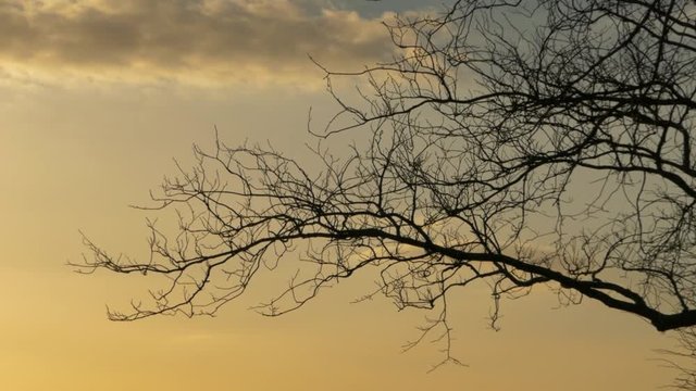 Tree brand silhouette filmed in Parkgate. Marshland area on the Wirral, England.
