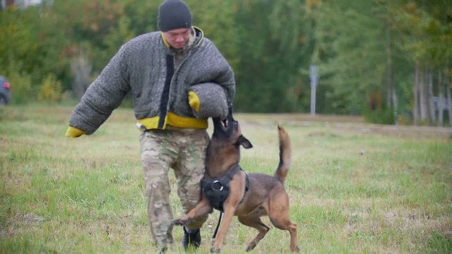 Man in a protective suit coaches his shepherd dog to attack. Slow motion