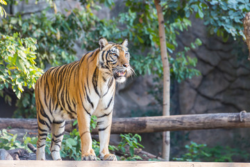 Royal bengal tiger standing