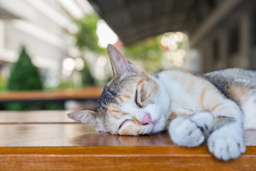 Sleeping cat on the brown wood table