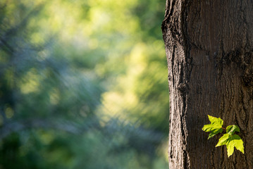 Little maple leaves catch the late afternoon sun, as seen through a fence