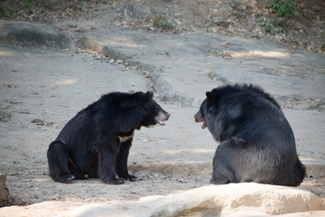 Sun Bear, Malayan sun bear in the nature