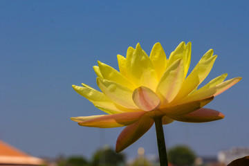 Blossom yellow lotus  flot on the river