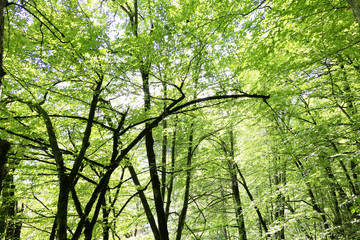 Fototapeta premium Forest background