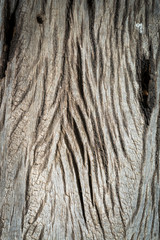Close-up of old wooden