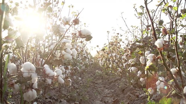 Cotton field plantation