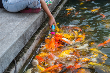 Feeding by hand for koi fish i - Powered by Adobe