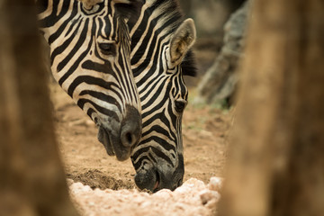 Fototapeta premium Zebra's head